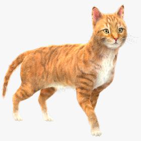 3D Yellow Cat (Fur) (Rigged)